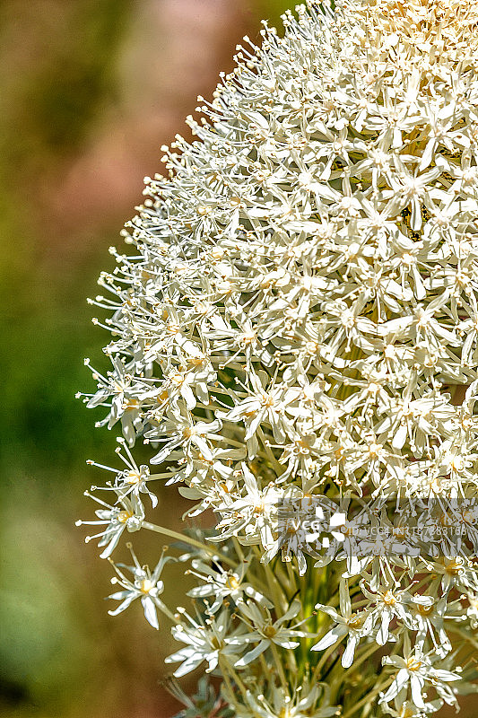 熊草小花特写图片素材