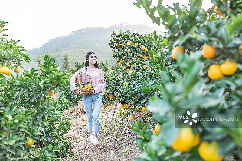 年轻亚洲女性在果园里采摘橘子图片素材