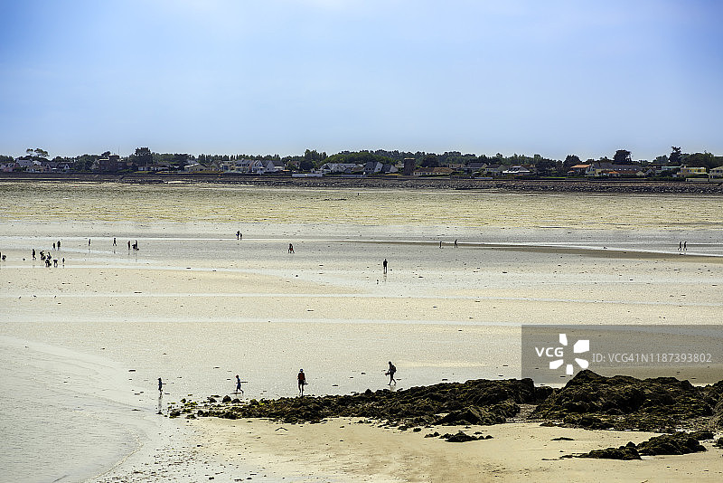 人们在格鲁维尔湾低潮时寻找贝类图片素材