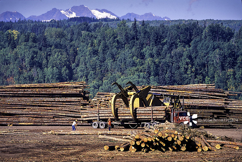 重型机械将巨型木材装载到卡车上，2名身份不明的伐木工人图片素材