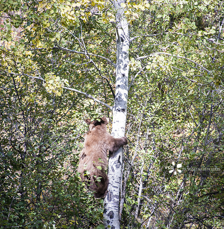 大提顿国家公园的黑熊图片素材
