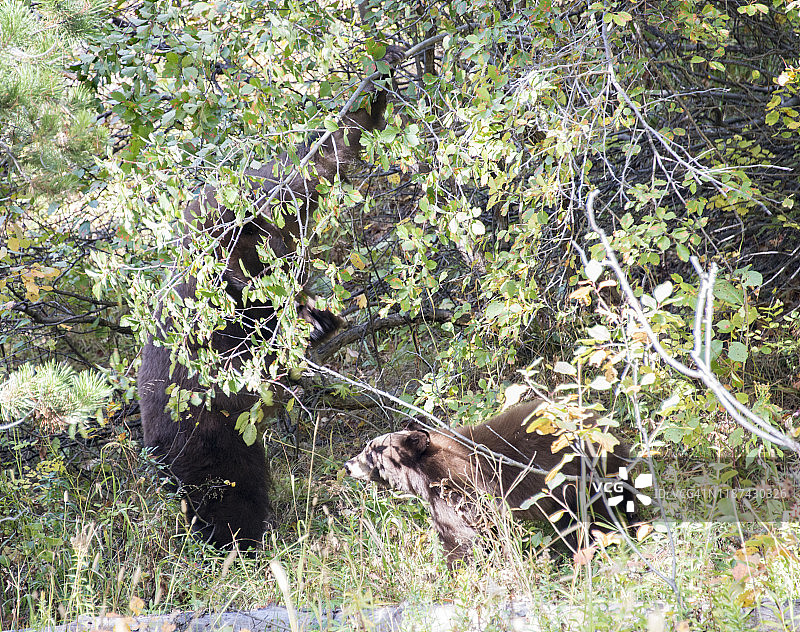 大提顿国家公园的黑熊图片素材