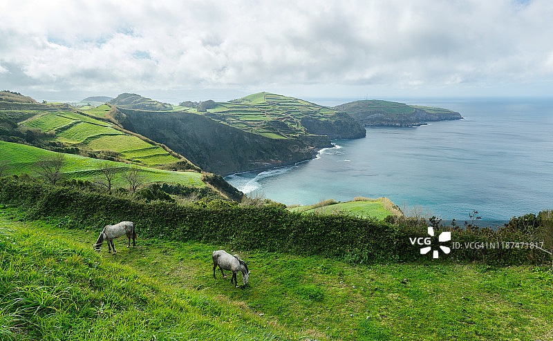 圣米格尔岛亚速尔群岛的骏马美景图片素材