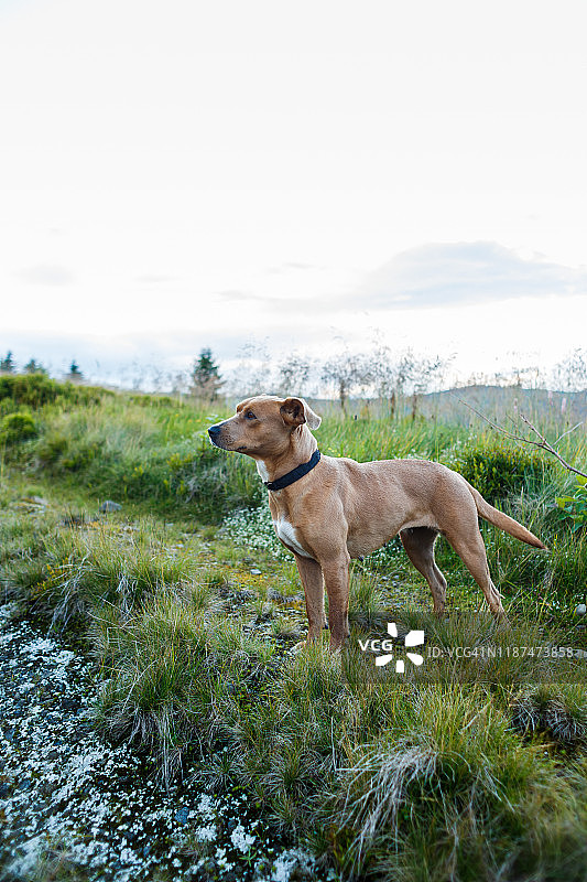 山路草丛中戴着黑色项圈的红发狗图片素材