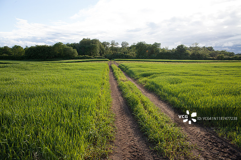 穿过绿草地和森林的拖拉机车辙图片素材