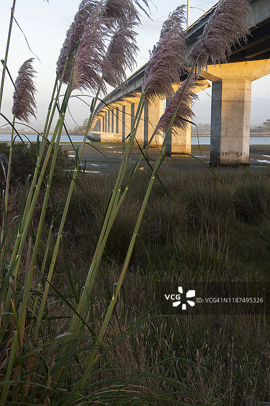 低潮时桥梁的仰视视角图片素材