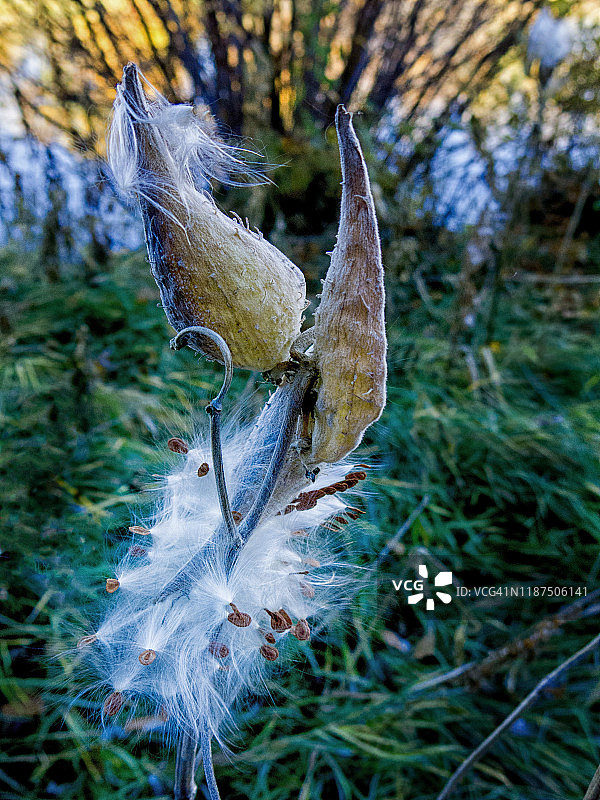 马利筋荚果与种子图片素材