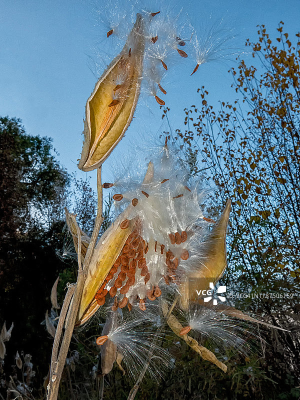 从马利筋荚中飞出的种子图片素材
