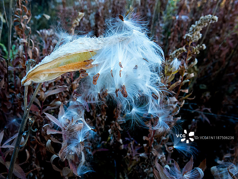 飘落的马利筋种子图片素材