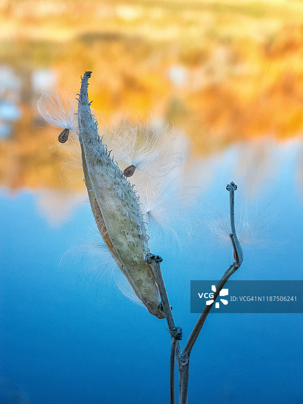 河边乳草上的种子与倒影图片素材