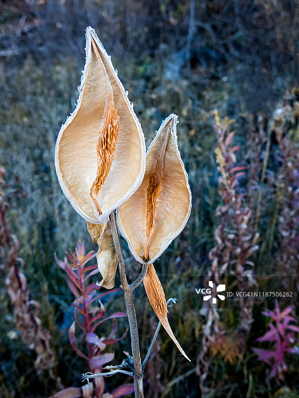面向镜头的两个空乳草荚图片素材