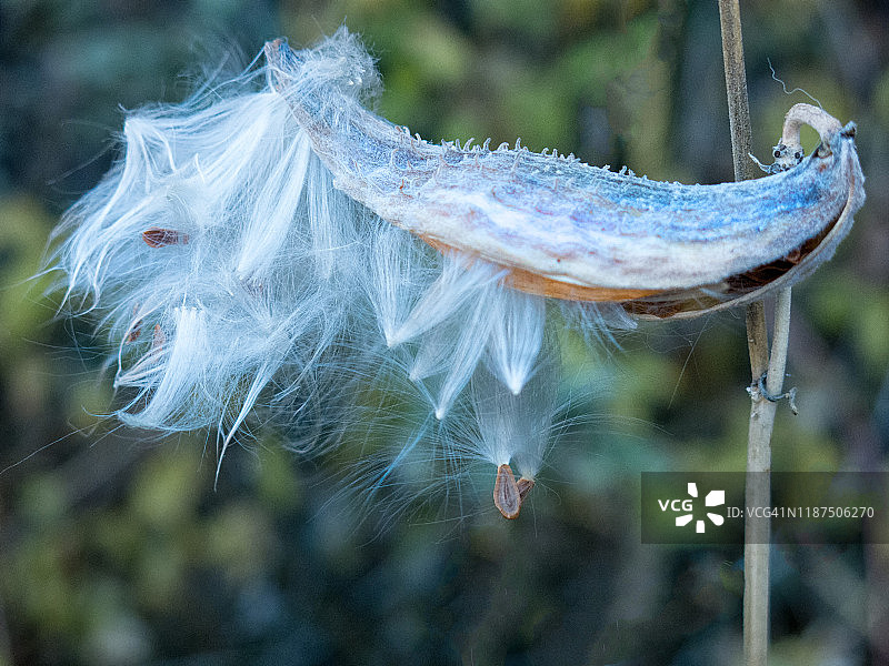 含种子的乳草荚果图片素材