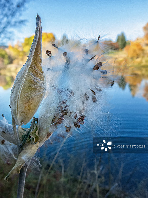 河边果荚中的萝藦和种子图片素材