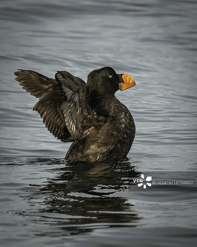 科迪亚克阿拉斯加的海鹦图片素材