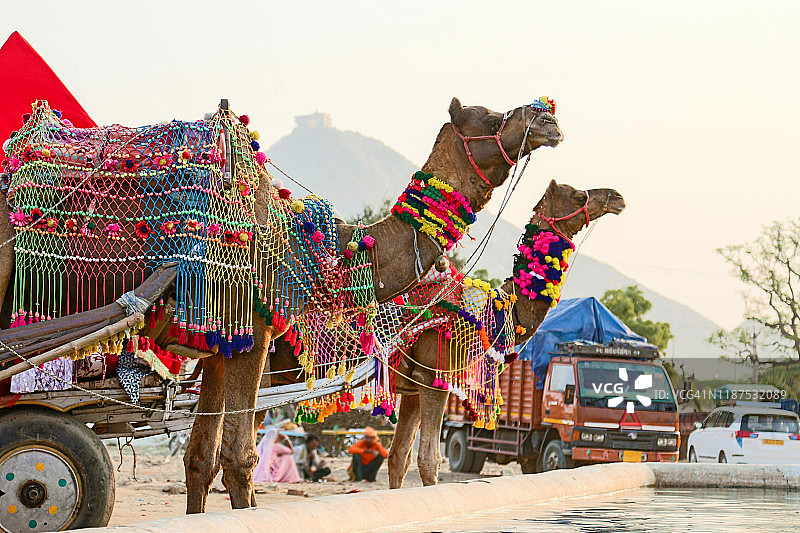 普什卡集市上装饰的骆驼图片素材