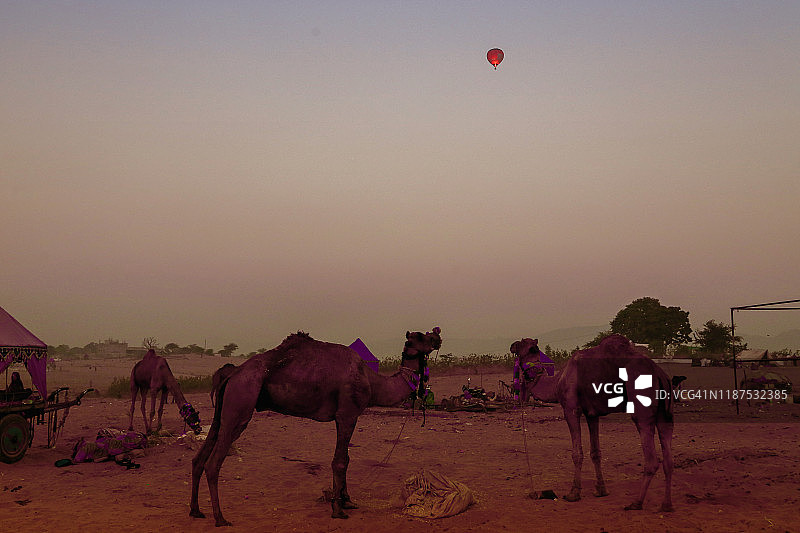普什卡集市雾气蒙蒙的清晨，热气球和骆驼图片素材