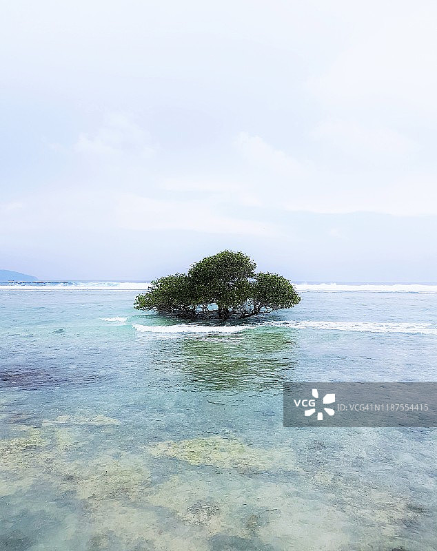 海滩上的孤树图片素材