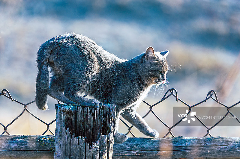 绿眼睛的灰色猫在灌木篱笆上行走图片素材