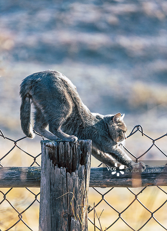 绿眼睛的灰色猫在灌木篱笆上行走图片素材