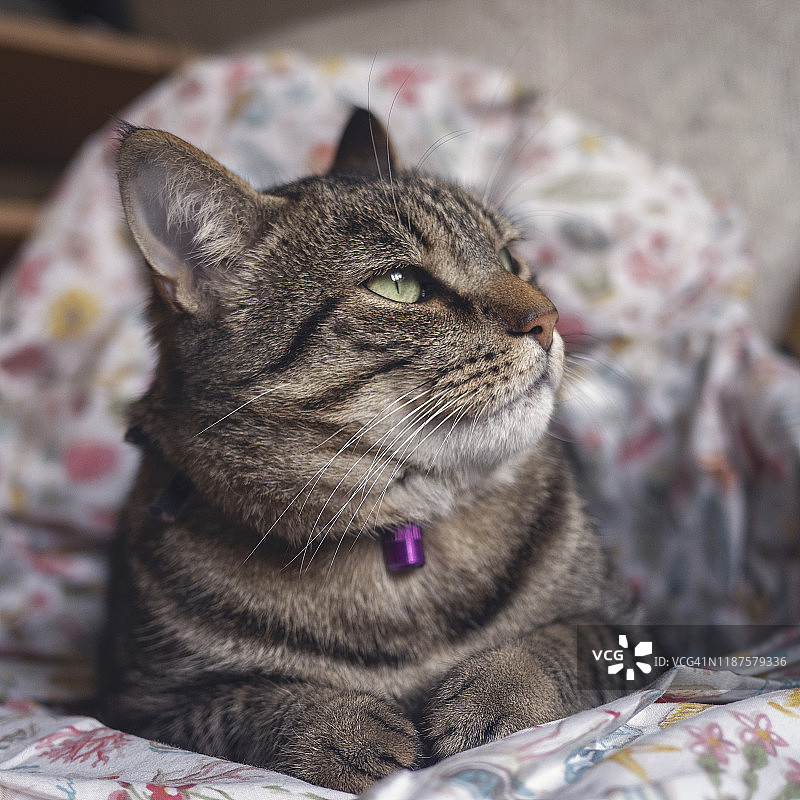 看着远方的虎斑猫 портрет图片素材