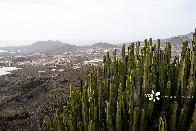 西班牙特内里费岛拉森蒂内拉观景台的棒状大戟仙人掌图片素材