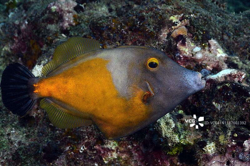 白点丝鲹图片素材