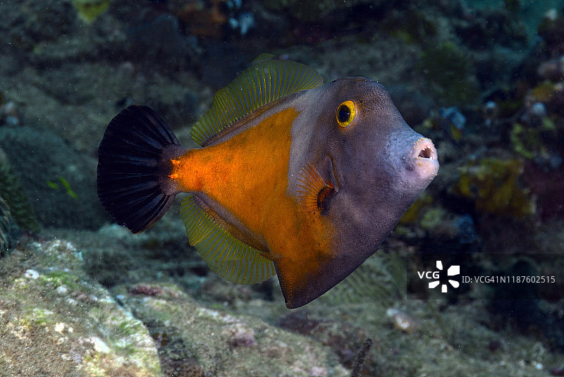 白点丝鲹图片素材