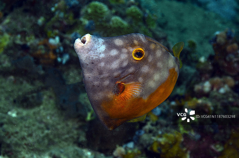 白点丝鲹图片素材