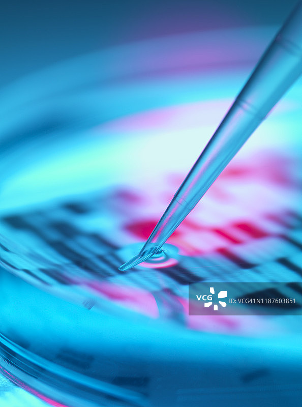 基因研究：在实验室中将DNA样本移液到培养皿中。图片素材