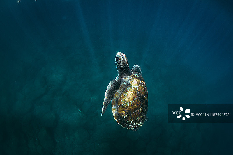 海龟水下游泳特写图片素材