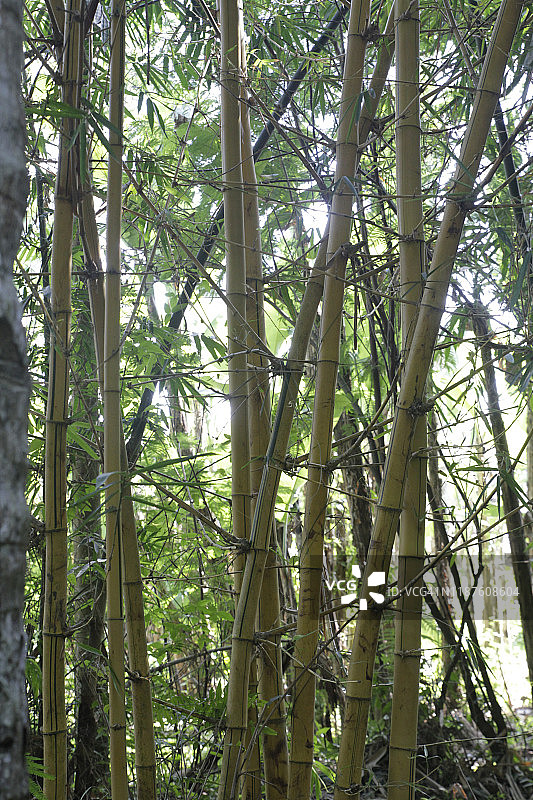 印度尼西亚巴厘岛竹林图片素材
