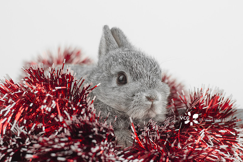 带有圣诞装饰的兔子图片素材