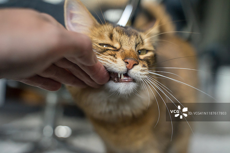 可爱的索马里猫图片素材