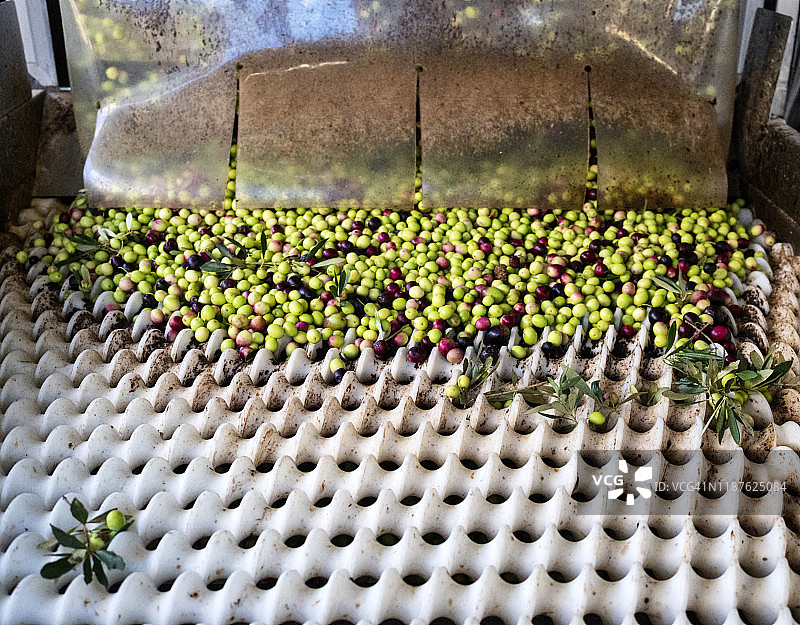 油厂的橄榄油生产图片素材
