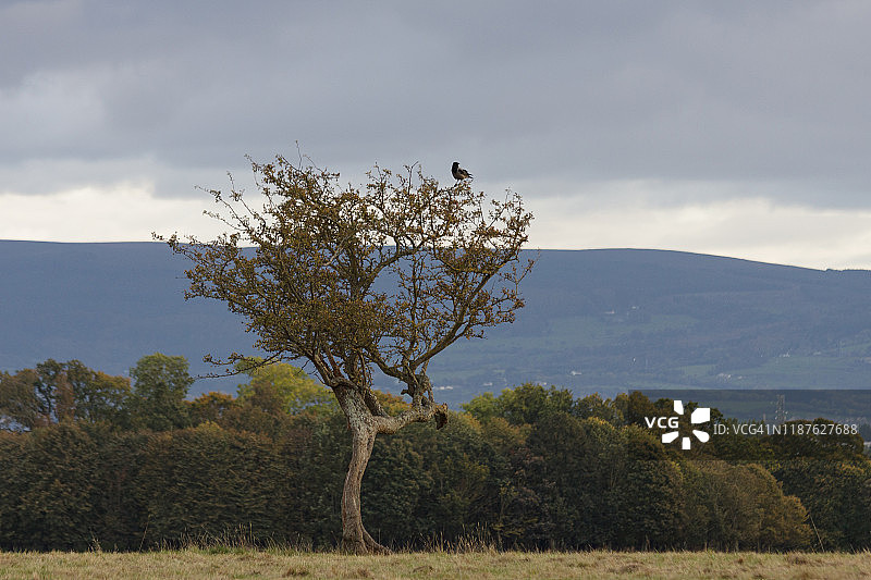 孤独的树和乌鸦-爱尔兰图片素材