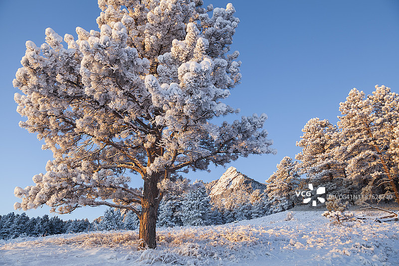 科罗拉多州博尔德市日出时分的松树和熨斗山雪景图片素材
