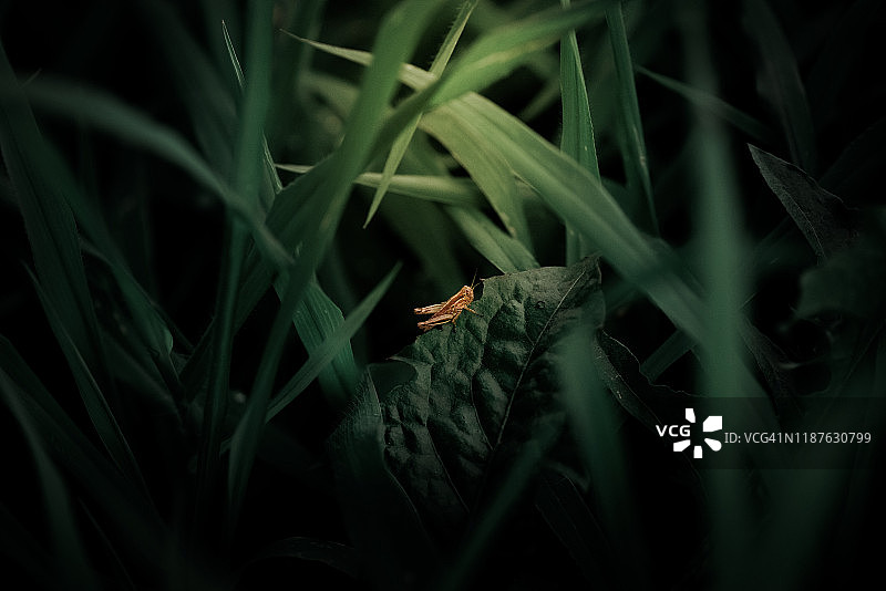 草丛中树叶上的小蚱蜢图片素材