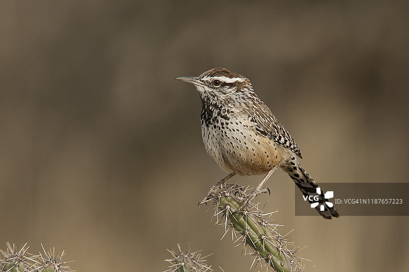 棕曲嘴鹪鹩图片素材