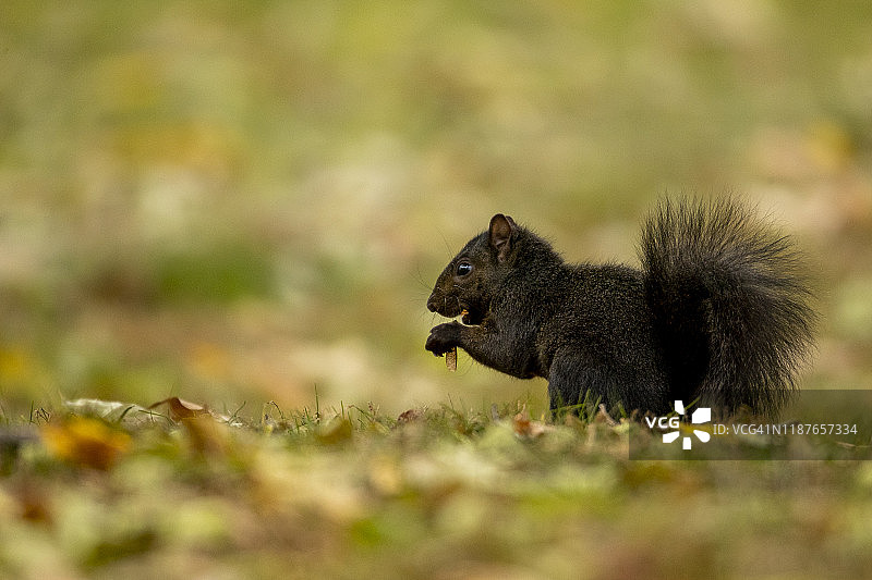 黑色变种东部灰松鼠图片素材