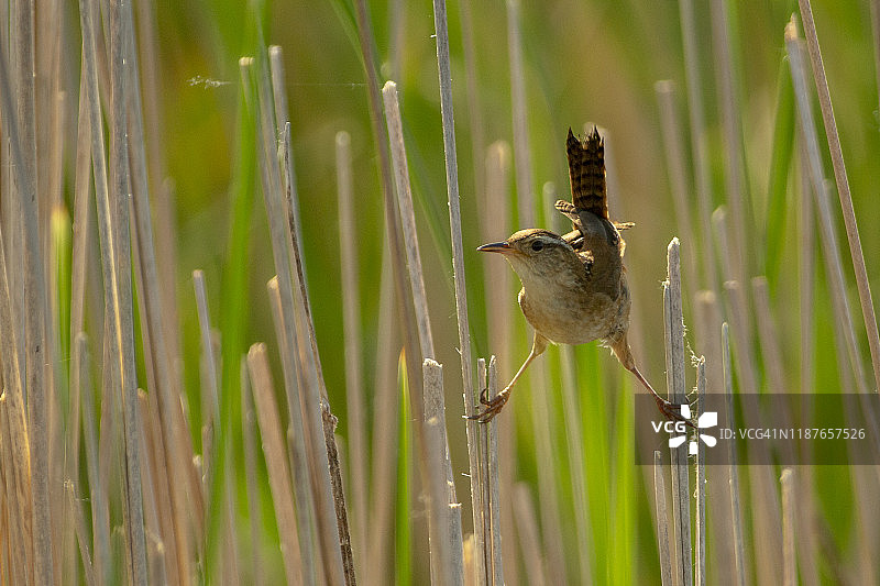沼泽鹪鹩在香蒲中鸣叫图片素材