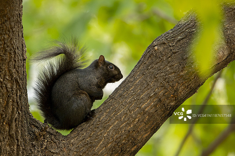 黑色变种东部灰松鼠图片素材