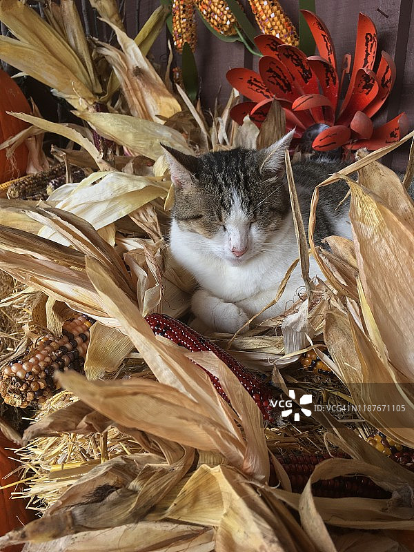 玉米地里的小猫图片素材