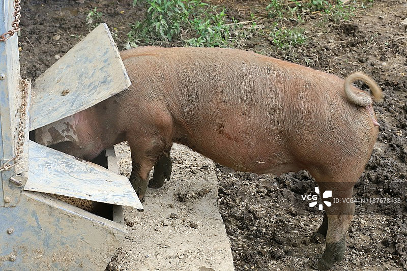 猪在食槽里吃东西图片素材