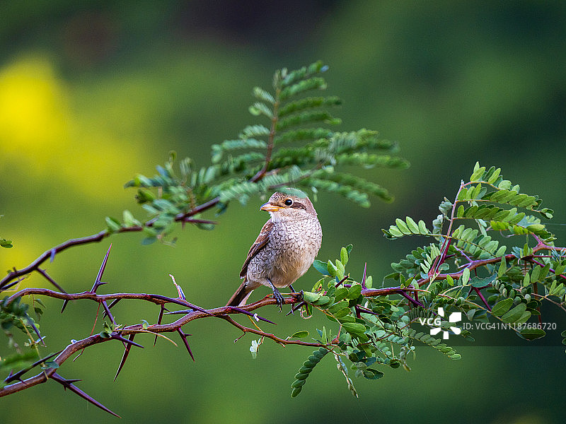 红背伯劳鸟雌鸟图片素材