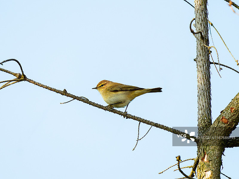 叶莺栖息在树枝上图片素材