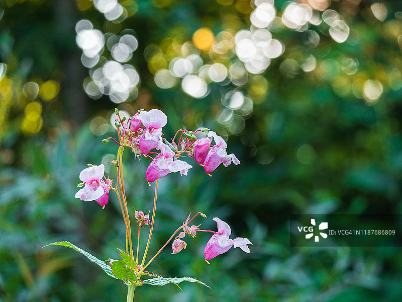喜马拉雅凤仙花图片素材