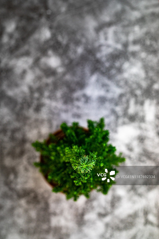 圣诞树图片素材