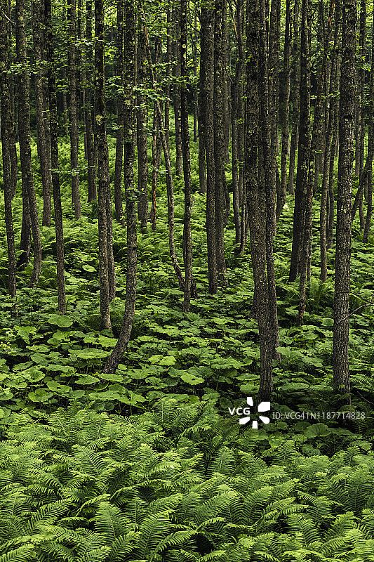 森林里的蕨类植物田野图片素材