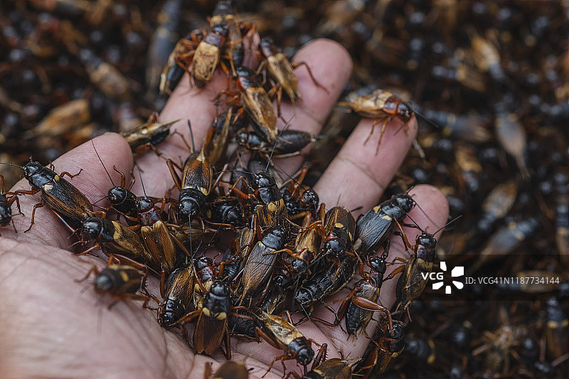 手持双斑蟋蟀特写图片素材