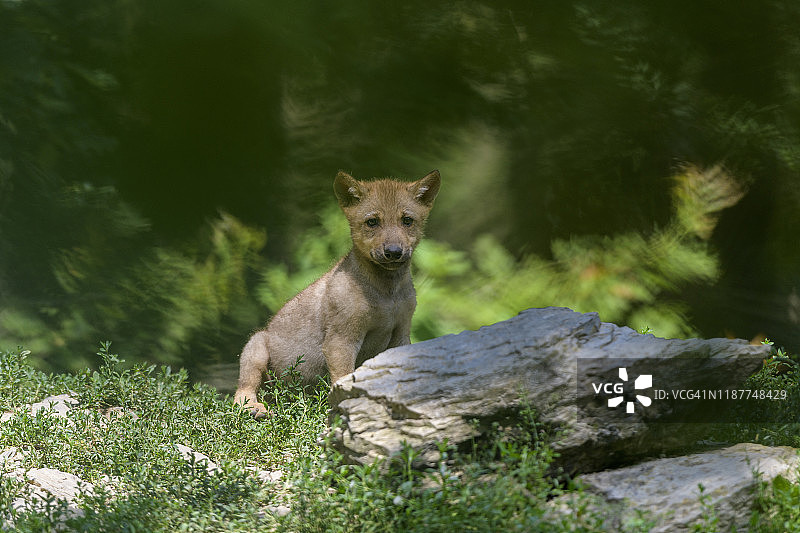 狼，犬属，幼崽图片素材